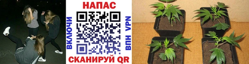 Купить закладки  Моршанск  Конопля тримм 
